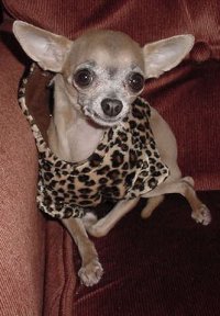 bambi