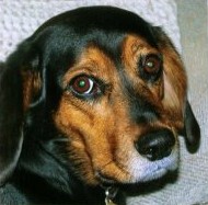 Jake the Wonderdog